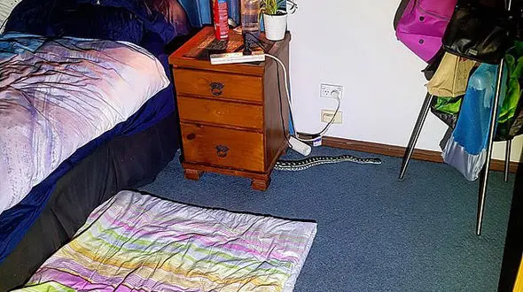 کشف مار پیتون در زیر تخت خواب زن جوان + عکس