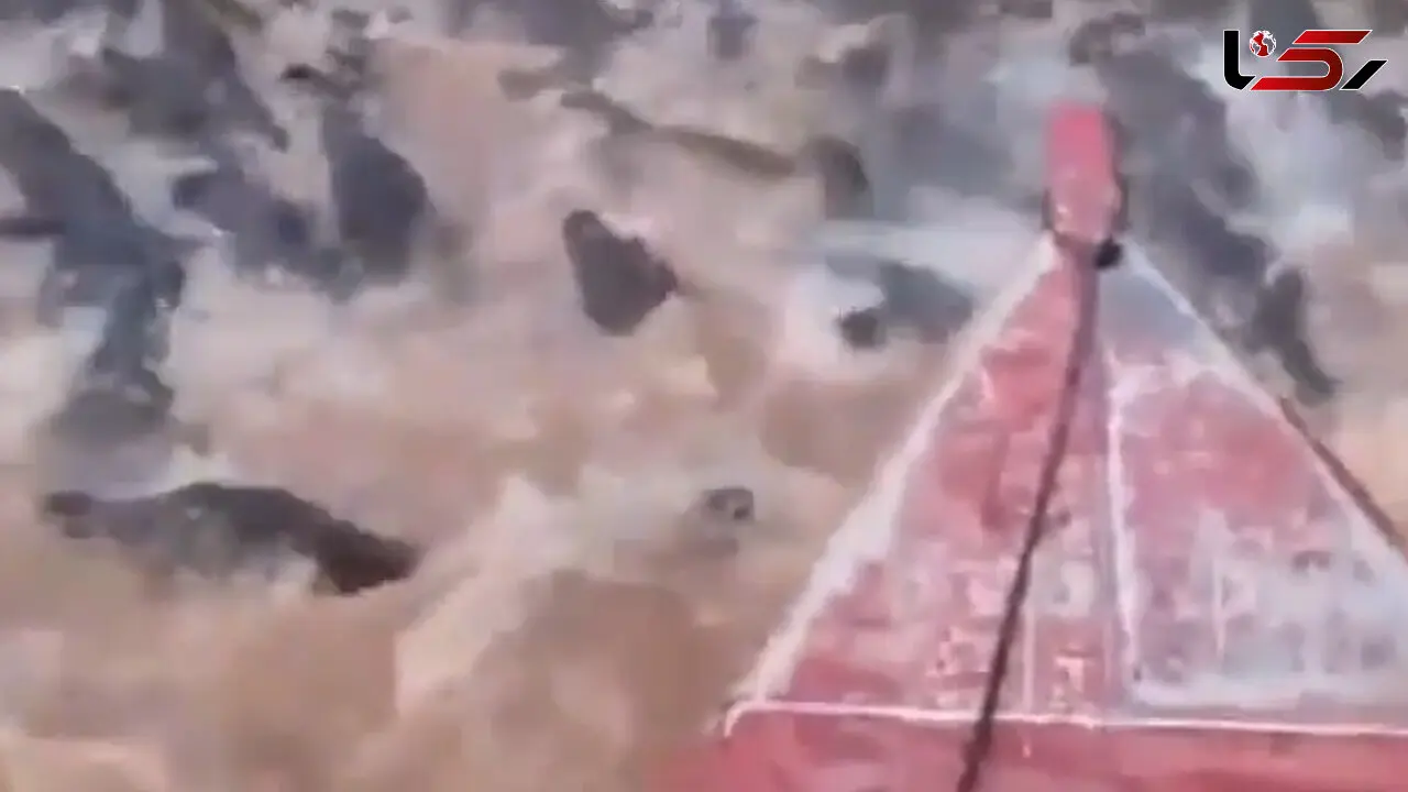 عبور ترسناک یک مرد از رودخانه صدها تمساح + فیلم