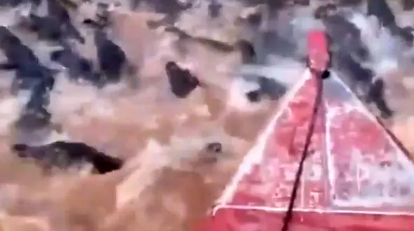 عبور ترسناک یک مرد از رودخانه صدها تمساح + فیلم