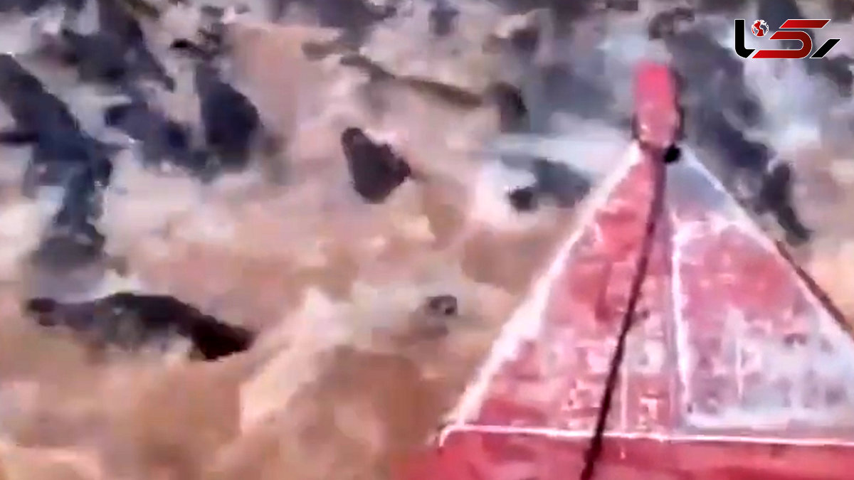 عبور ترسناک یک مرد از رودخانه صدها تمساح + فیلم