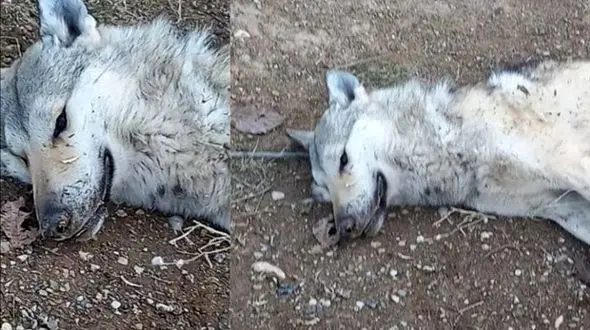 جزئیات جدید از حمله گرگ درنده به شهروندان جوانرودی/ فرماندار جوانرود تشریح کرد