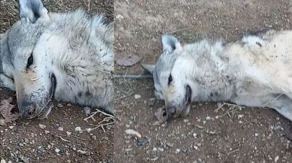 جزئیات جدید از حمله گرگ درنده به شهروندان جوانرودی/ فرماندار جوانرود تشریح کرد