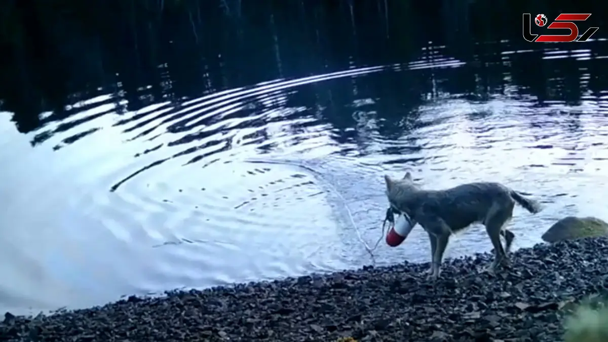 گرگ نابغه‌ ای که جهان را شگفت‌ زده کرد / فیلم