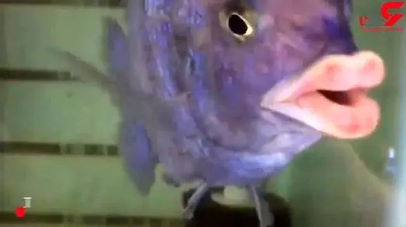 این ماهی شبیه آنجلینا جول ی است ! / لب های او انسانی است + فیلم