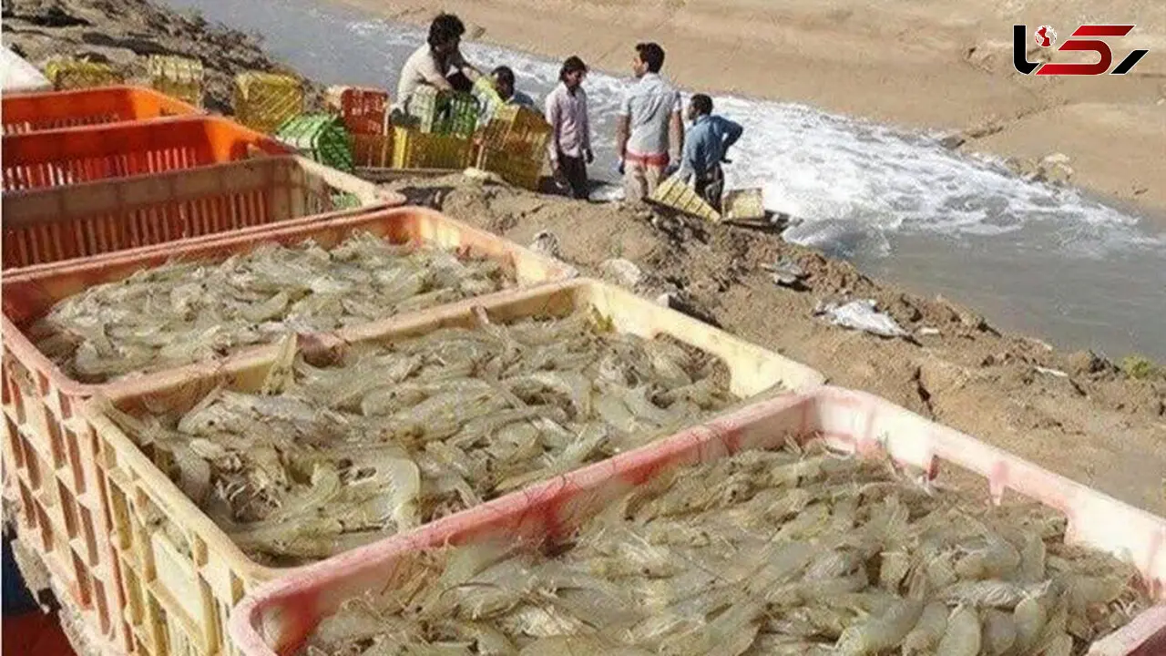  هشدار جدی هواشناسی به مزارع پرورشی / میگوها را قبل از باران جمع کنید!