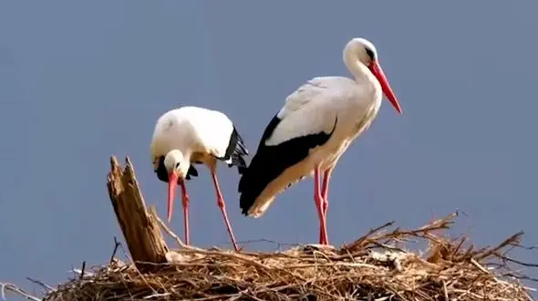 فیلم زیبایی‌های زندگی لک لک ها