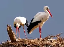 فیلم زیبایی‌های زندگی لک لک ها