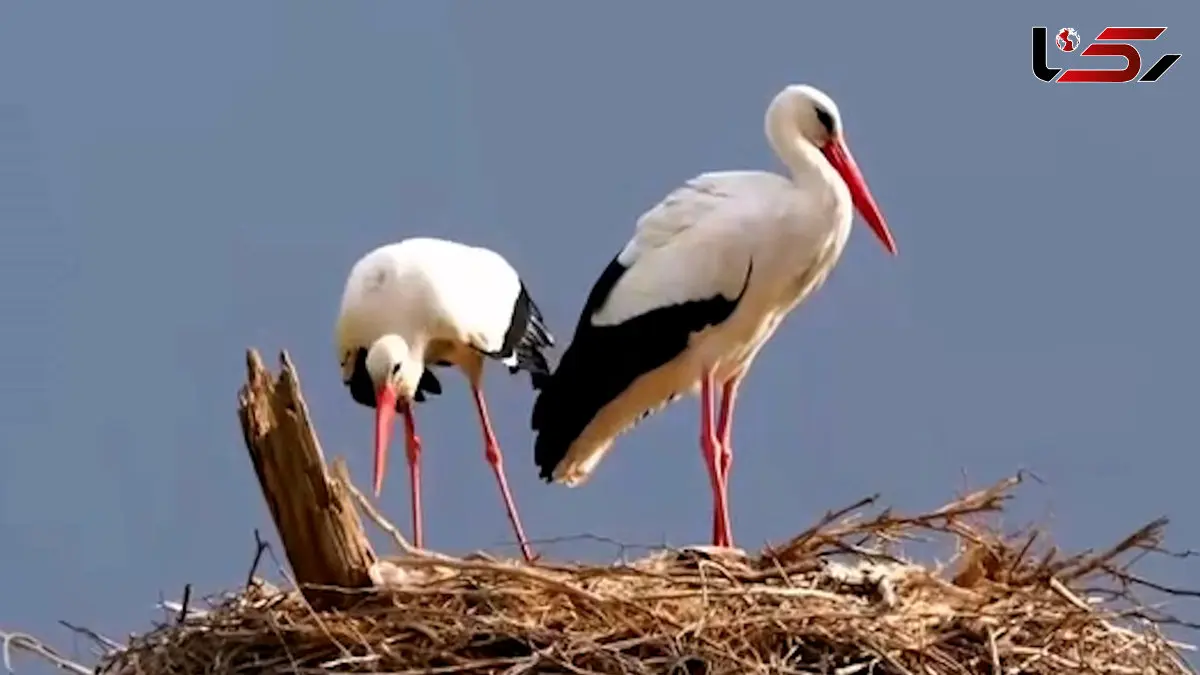 فیلم زیبایی‌های زندگی لک لک ها