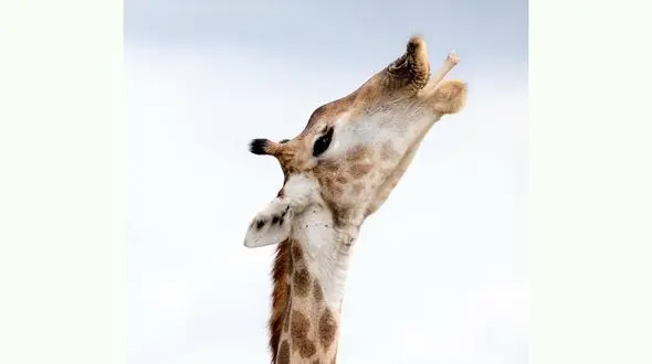این زرافه استخوان دوست دارد + عکس
