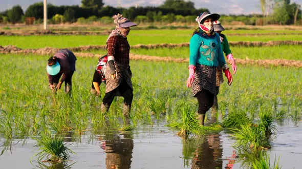 ۳۷۱ هزار مادر روستایی با حمایت دولت به‌صورت رایگان بیمه شدند