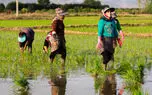 بسیاری از زنان کشاورز و روستایی بیمه ندارند
