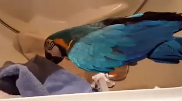 طوطی که مانند یک زن خانه دار  کار می کند!+فیلم