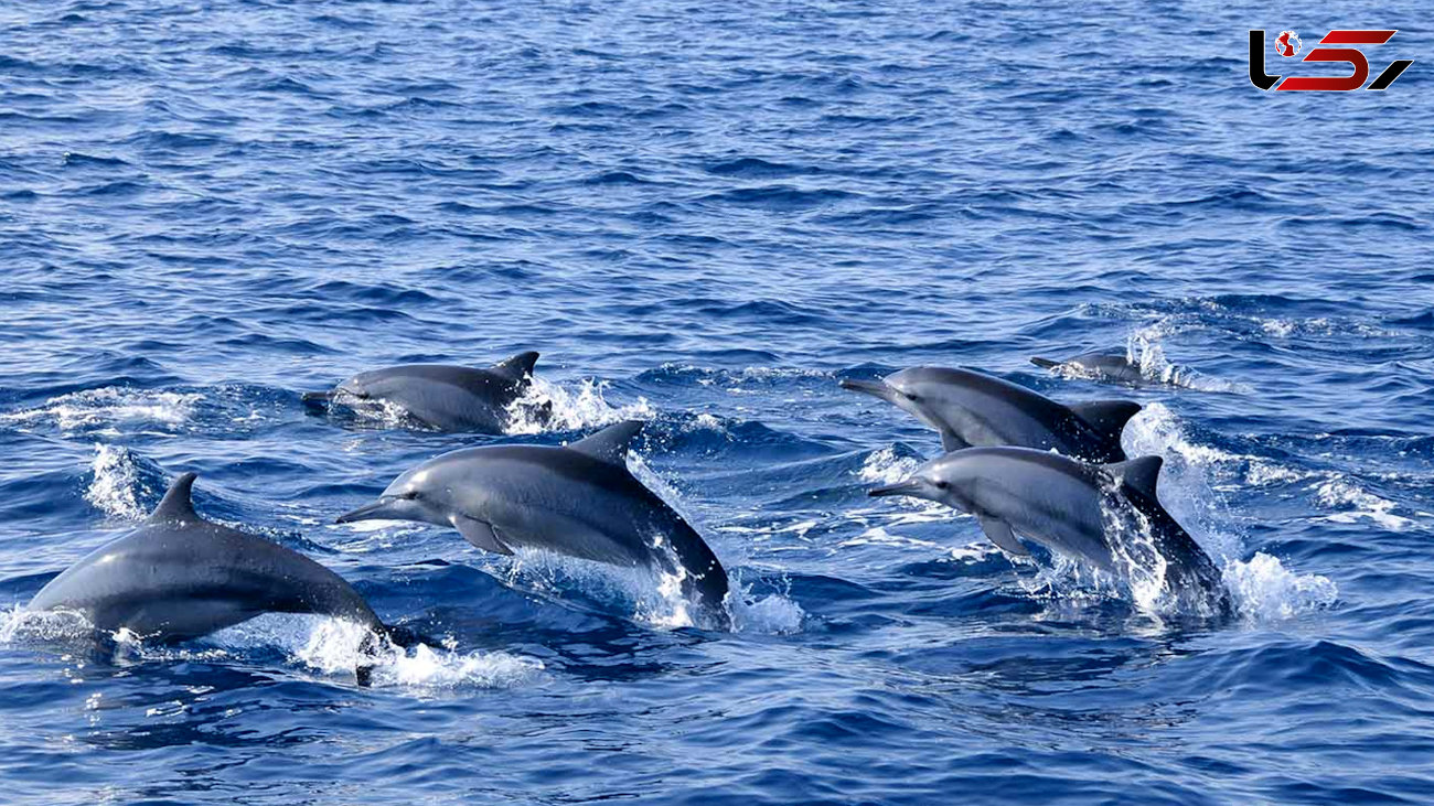 ببینید / دلفین ها در جزیره هنگام + فیلم