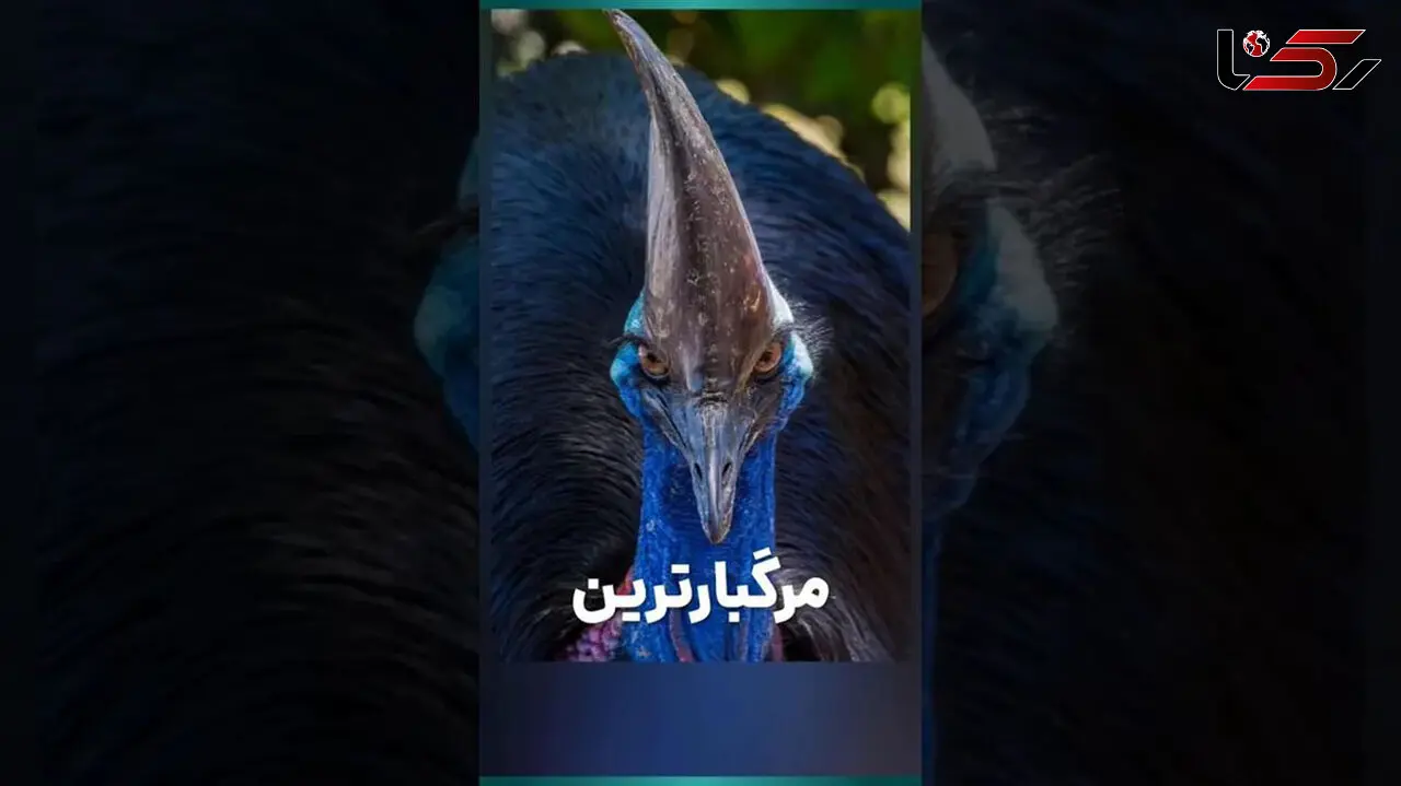 فیلم/ چرا کاسواری به عنوان مرگبارترین پرنده جهان شناخته می شود؟ 