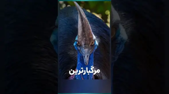 فیلم/ چرا کاسواری به عنوان مرگبارترین پرنده جهان شناخته می شود؟ 