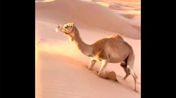 ببینید / نحوه جالب بالارفتن شترها از تپه‌های بیابانی / فیلم حیرت آور