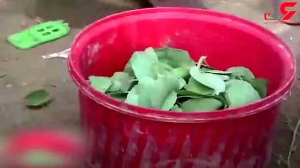 یمنی ها  از گرسنگی  برگ های درختان را می خورند!+تصویر