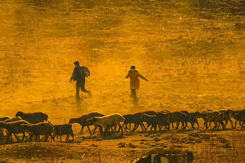 فیلم سینمایی ضد