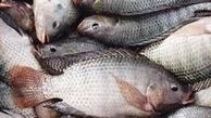 شیوع ویروس مرگبار تهدید کننده ماهی تیلاپیا
