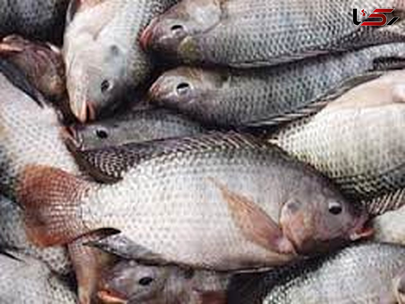 شیوع ویروس مرگبار تهدید کننده ماهی تیلاپیا