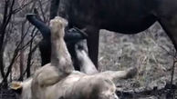شکار گوزن توسط شیرهای گرسنه + فیلم 