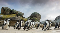 پنگوئن ها در ساحل بولدرز آفریقای جنوبی + فیلم 