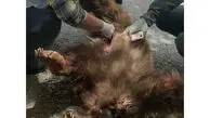 مرگ خرس قهوه ای ماده در پی اصابت گلوله