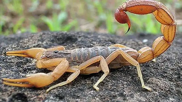 دقیق ترین خبر از  مرگ 5 روستایی در حمله عقرب ها ! / فرماندار میناب تشریح کرد !