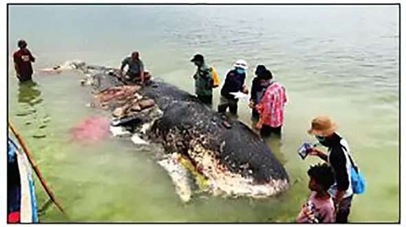  115فنجان در معده وال به‌گل‌نشسته+ عکس