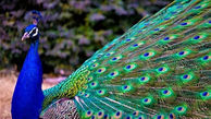 راز طاووس های زیبا در خانه مرد مشهدی لو رفت
