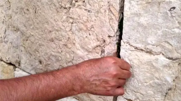 گیاهان در حال خوردن  سنگ های معبد آناهیتا در استان فارس  + فیلم