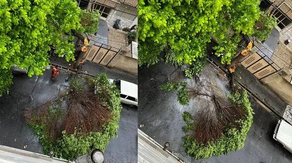 بارش باران درخت تنومند را شکست + عکس