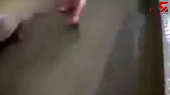 فیلم تکاندهنده از قتل و عام خوک ها / زجرکش کردن حیوان صدای مردم را در آورد + فیلم