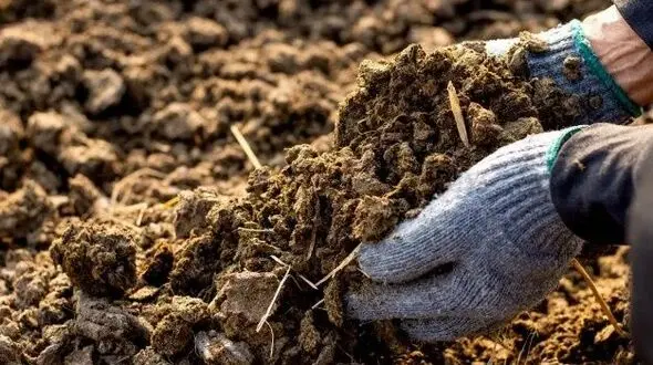 هشدار محیط‌زیست اردبیل درباره استفاده از فضولات خام در اراضی کشاورزی