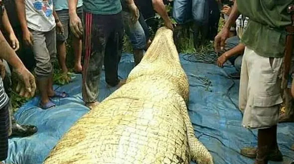 جسد کارگر گمشده از شکم کروکودیل 6 متری خارج شد + عکس 