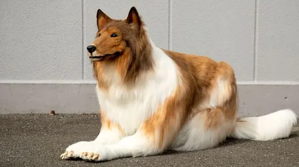 این مرد پول گرفت و سگ شد! + فیلم 