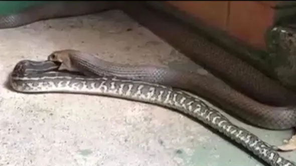 صحنه نادر بلعیده شدن یک مار توسط افعی+فیلم