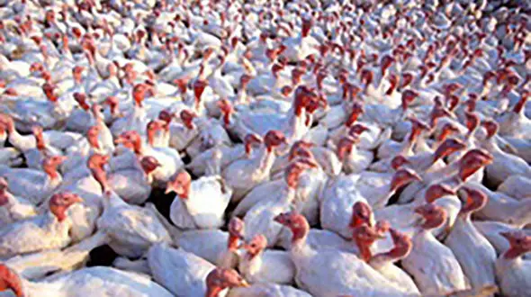 افزایش قیمت شدید بوقلمون در بازار آبان 99 + جزئیات