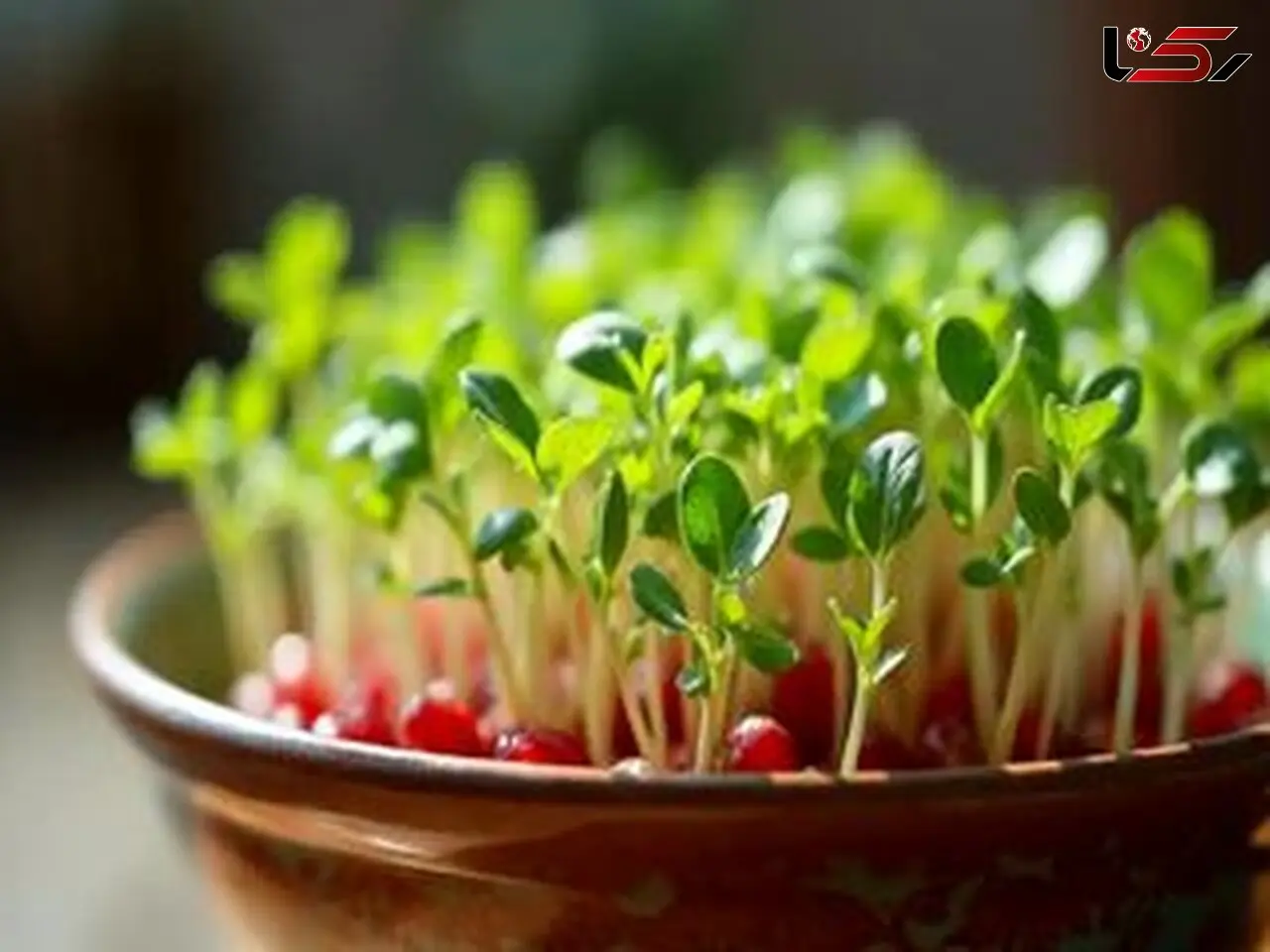فیلم آموزشی: چگونه سبزه انار برای عید نوروز 1404 بکاریم؟