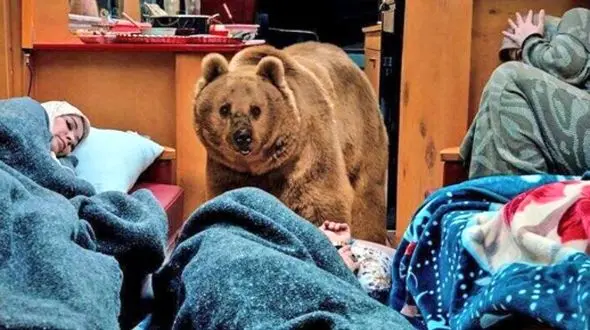 فیلم خواب عمیق خرس سریال پایتخت وسط کمپر ارسطو ! / بیچاره غش کرده از خستگی همه هم نشستن بیدار بشه ببرنش ! 