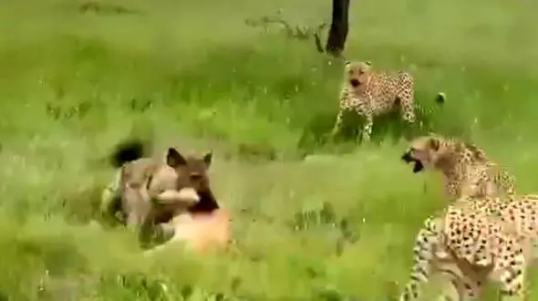 فیلم باورنکردنی از صحنه دزدیدن غذا/ پلنگ‌ ها و  کفتار به جان هم افتادند