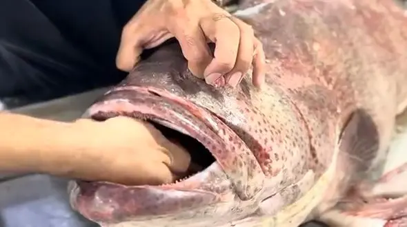 ماهی هامور چگونه برای سفارش آماده می‌شود؟ / آموزش حرفه‌ای پاک‌سازی + فیلم