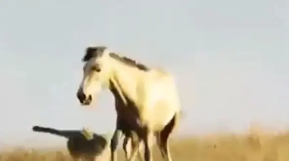 فیلم لحظه حمله پلنگ به کره اسب پارک ملی گلستان