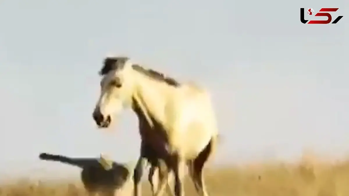 فیلم لحظه حمله پلنگ به کره اسب پارک ملی گلستان