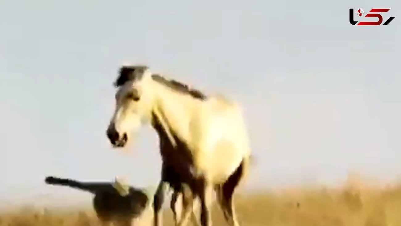 فیلم لحظه حمله پلنگ به کره اسب پارک ملی گلستان