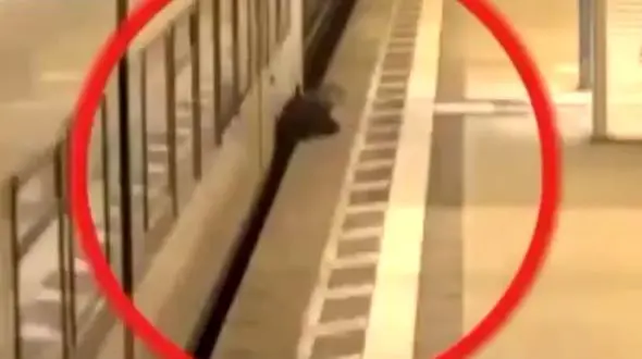 لحظه له شدن یک مسافر در ایستگاه مترو + فیلم