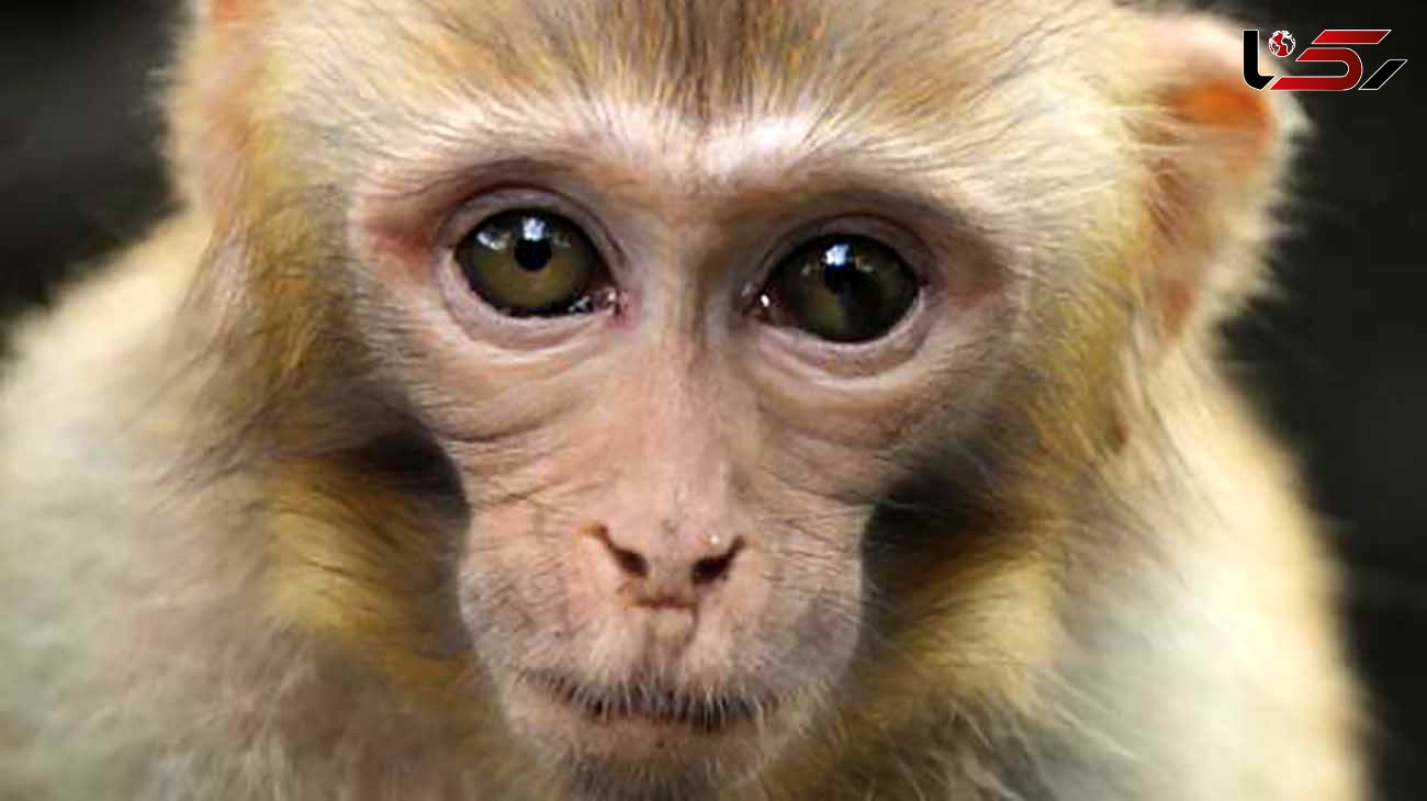تاثیر مثبت واکسن کرونا روی میمون ها 