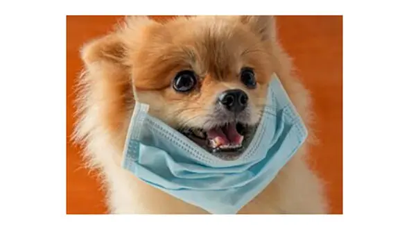 مرگ عجیب یک سگ کورنایی / نگرانی ها بیشتر شد