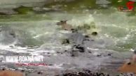 لحظه حمله تمساح ها به  بچه آهو مقابل چشمان مادرش + فیلم