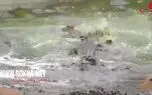 لحظه حمله تمساح ها به  بچه آهو مقابل چشمان مادرش + فیلم